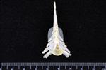 Trumpeter Swan (Caudal Vertebrae Middle (Axial) - Cranial)