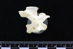 Trumpeter Swan (Cervical Vertebrae Last (Axial) - Right)