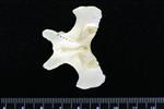 Trumpeter Swan (Cervical Vertebrae Last (Axial) - Dorsal)
