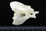Trumpeter Swan (Cervical Vertebrae 2 - Axis (Axial) - Right)