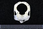 Trumpeter Swan (Cervical Vertebrae 1 - Atlas (Axial) - Cranial)