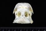 Trumpeter Swan (Cranium (Axial) - Cranial)