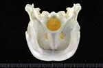 Trumpeter Swan (Cranium (Axial) - Caudal)