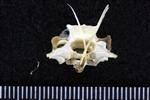 American Widgeon (Cervical Vertebrae Last (Axial) - Caudal)