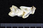 American Widgeon (Cervical Vertebrae 3 (Axial) - Left)