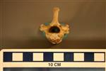 American Badger (Thoracic Vertebrae 3 (Axial) - Overview)