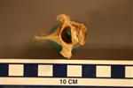 American Badger (Thoracic Vertebrae 4 (Axial) - Overview)
