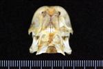 American Widgeon (Cranium (Axial) - Cranial)