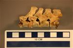 American Badger (Thoracic Vertebrae 12 (Axial) - Overview)