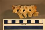 American Badger (Thoracic Vertebrae 13 (Axial) - Overview)