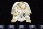 Common Teal (Cranium (Axial) - Cranial)