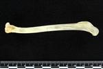 American Eider (Humerus (Left) - Lateral)
