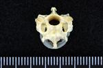 American Eider (Cervical Vertebrae 3 (Axial) - Cranial)