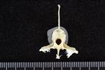 White-Winged Scoter (Thoracic Vertebrae Middle (Axial) - Caudal)