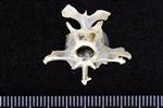 White-Winged Scoter (Thoracic Vertebrae 1 (Axial) - Caudal)