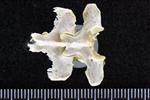 White-Winged Scoter (Thoracic Vertebrae 1 (Axial) - Dorsal)