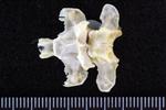 White-Winged Scoter (Thoracic Vertebrae 1 (Axial) - Ventral)