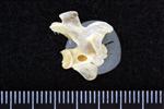 White-Winged Scoter (Cervical Vertebrae Last (Axial) - Right)