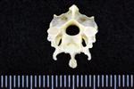 White-Winged Scoter (Cervical Vertebrae 3 (Axial) - Cranial)