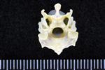White-Winged Scoter (Cervical Vertebrae 3 (Axial) - Caudal)