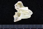 White-Winged Scoter (Cervical Vertebrae 3 (Axial) - Right)