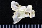 White-Winged Scoter (Cervical Vertebrae 2 - Axis (Axial) - Right)
