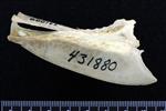 Wood Duck (Sternum (Keel) (Axial) - Right)