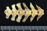 Wood Duck (Caudal Vertebrae Middle (Axial) - Dorsal)