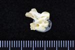 Wood Duck (Cervical Vertebrae Last (Axial) - Right)