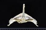 Pacific Loon (Sternum (Keel) (Axial) - Cranial)
