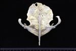 Pacific Loon (Sternum (Keel) (Axial) - Caudal)