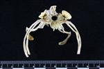 Pacific Loon (Caudal Vertebrae 1 (Axial) - Cranial)