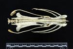 Pacific Loon (Caudal Vertebrae 1 (Axial) - Dorsal)