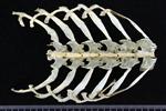 Pacific Loon (Thoracic Vertebrae Middle (Axial) - Dorsal)