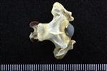 Pacific Loon (Cervical Vertebrae Last (Axial) - Ventral)