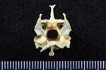 Pacific Loon (Cervical Vertebrae 3 (Axial) - Caudal)