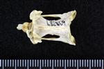 Pacific Loon (Cervical Vertebrae 3 (Axial) - Dorsal)