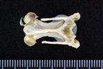 Pacific Loon (Cervical Vertebrae 3 (Axial) - Ventral)