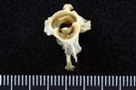 Pacific Loon (Cervical Vertebrae 1 - Atlas (Axial) - Cranial)