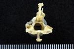 Pacific Loon (Cervical Vertebrae 1 - Atlas (Axial) - Caudal)