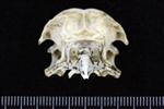 Pacific Loon (Cranium (Axial) - Cranial)