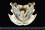 Pacific Loon (Cranium (Axial) - Caudal)