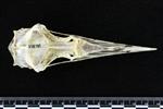 Pacific Loon (Cranium (Axial) - Dorsal)