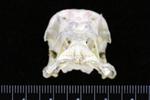 King Eider (Cranium (Axial) - Cranial)