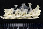 Blue-Winged Teal (Thoracic Vertebrae Middle (Axial) - Left)
