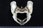 Canada lynx (Pelvis (Axial) - Cranial)