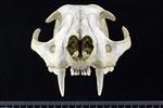 Canada lynx (Cranium (Axial) - Cranial)