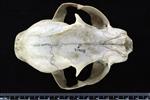 Canada lynx (Cranium (Axial) - Dorsal)