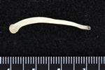 Canada lynx (Stylohyoid (Left) - Lateral)