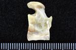 Canada lynx (Distal Tarsal 3 - 3rd Cuneiform (Left) - Medial)